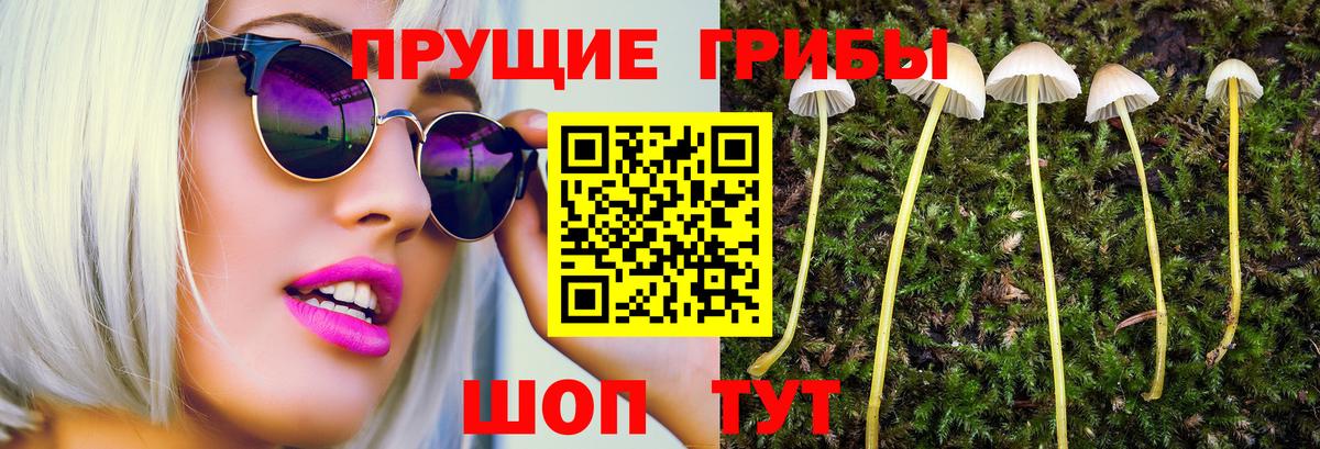 Галлюциногенные грибы Psilocybe  Алапаевск 